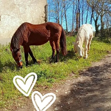 Le Cocon De Roquelande Equestrian Boarding House *