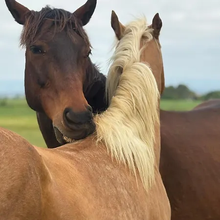 Holiday home Le Cocon De Roquelande Equestrian Boarding House *