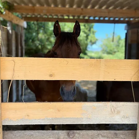 Le Cocon De Roquelande Equestrian Boarding House Holiday home Arzens